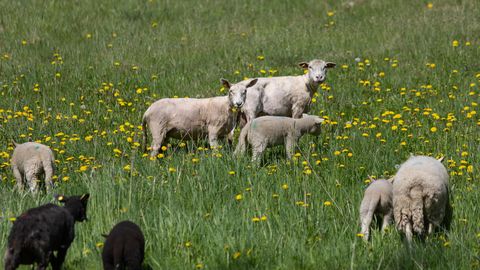 Lambad ja vabatahtlikud peavad Viljandi hädast välja aitama