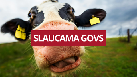 TESTS ⟩ Vai tu zini, ko nozīmē šie frazeoloģismi?