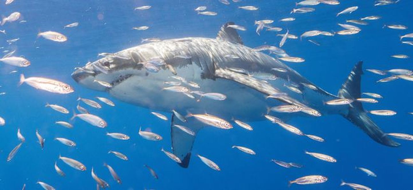 Большие белые акулы у берегов Гуадалупе.
