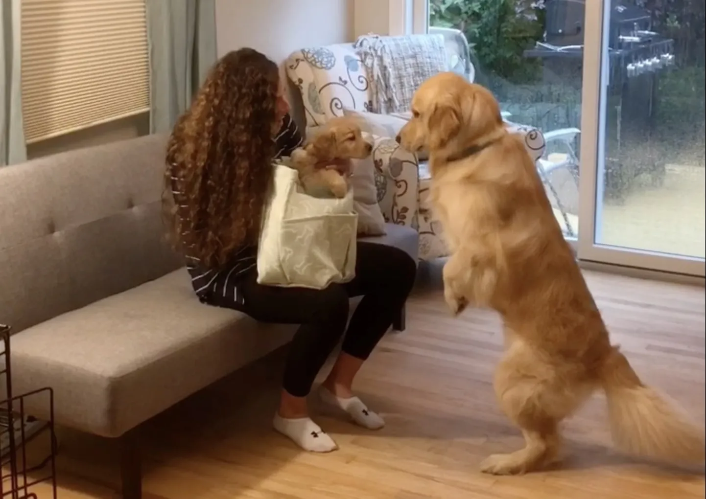 Kuldne retriiver Cooper sai toreda üllatuse seitsmenädalase Murphy näol.