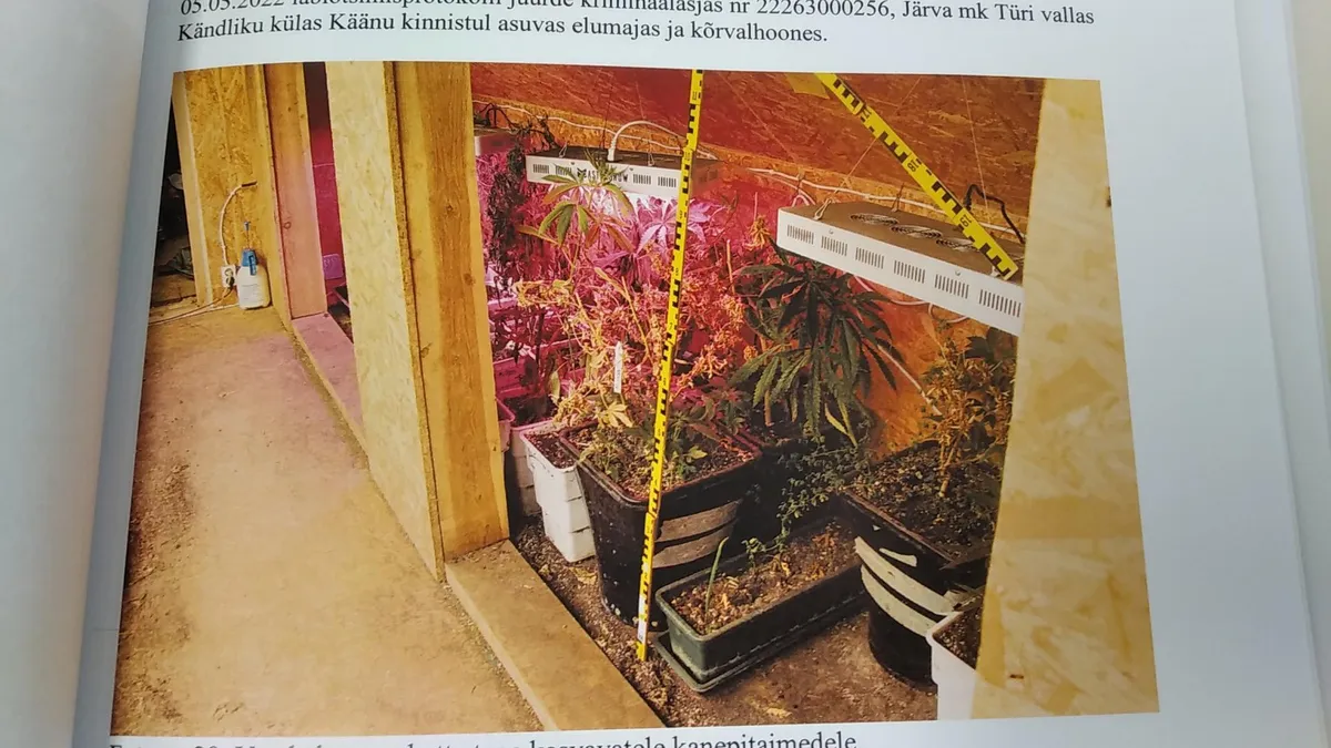 Neile lisaks oli eraldi ruumis veel 45 kasvujärgus kanepitaime.