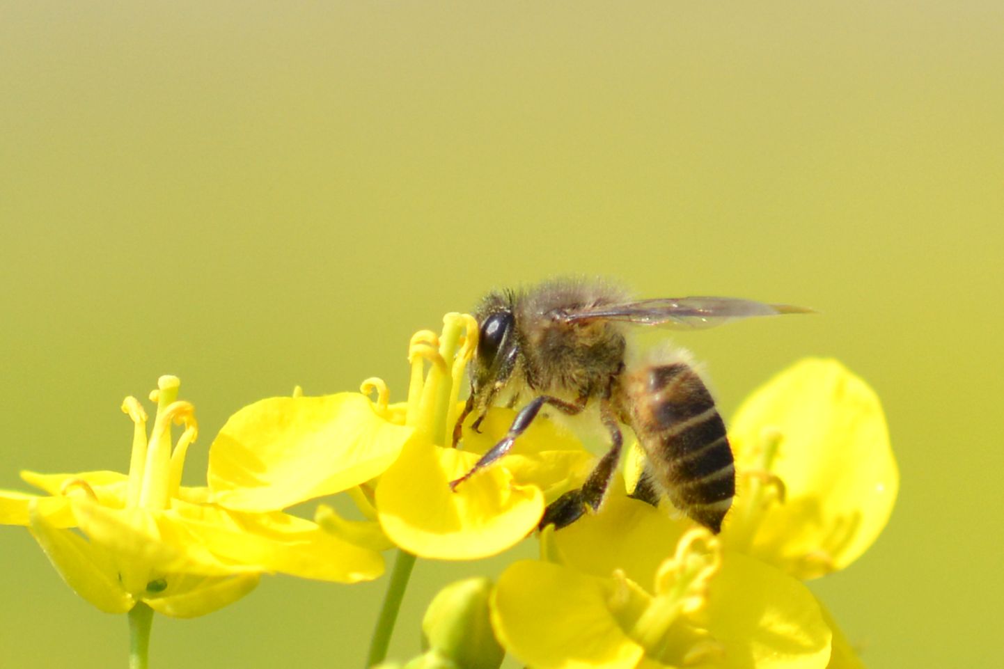 Putukamürgid on hävitavalt mõjunud nii mesilastele kui teistele tolmendajatele nagu sirelastele