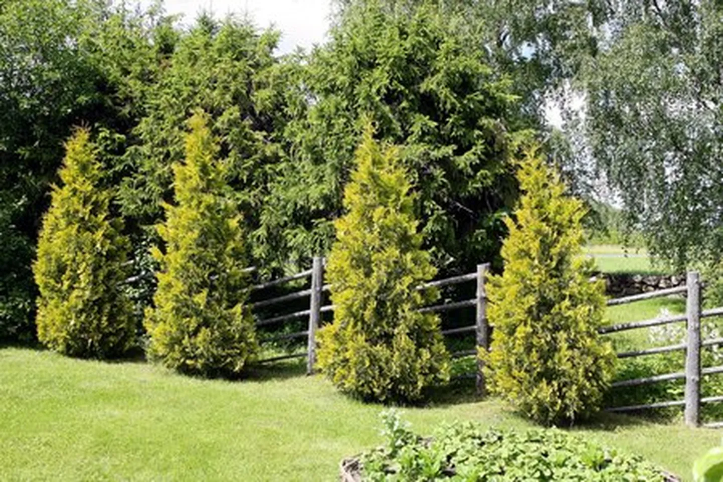 Elupuud / Pildil ei ole varastatud elupuud