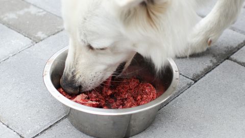 ETTEVAATUST! ⟩ Need 3 populaarset toitu võivad sinu koera tervise ohtu seada