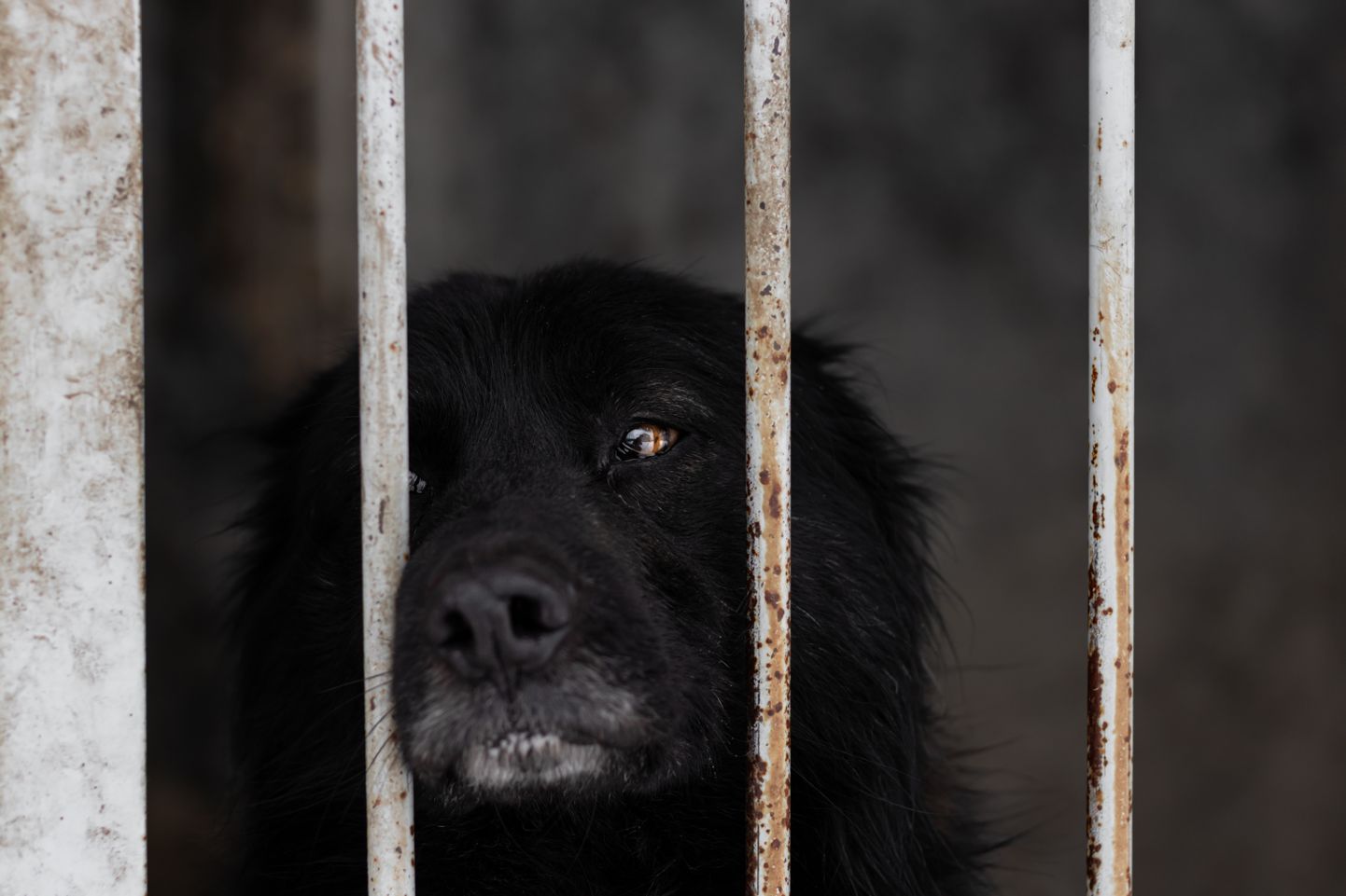 Briti-Asutraalia loomateadlane ahistas kümneid koeri.