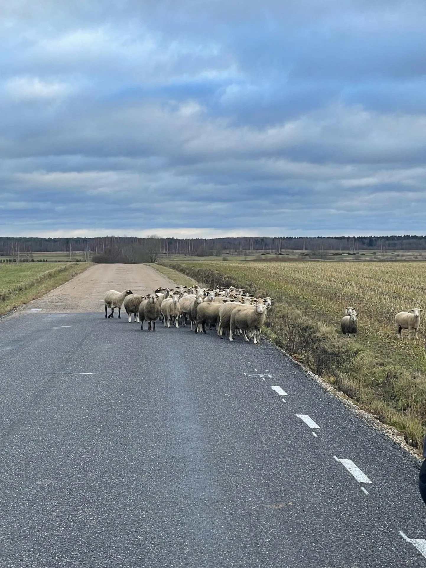 Lambakari peatas sõidukid.