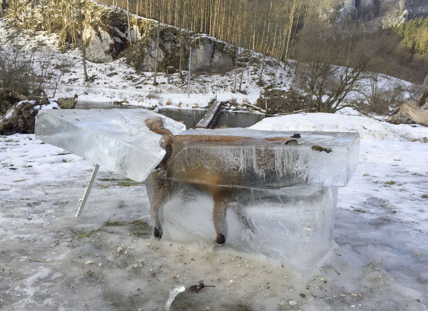 Вмерзшее в лед тело лисы заметили четыре дня спустя.