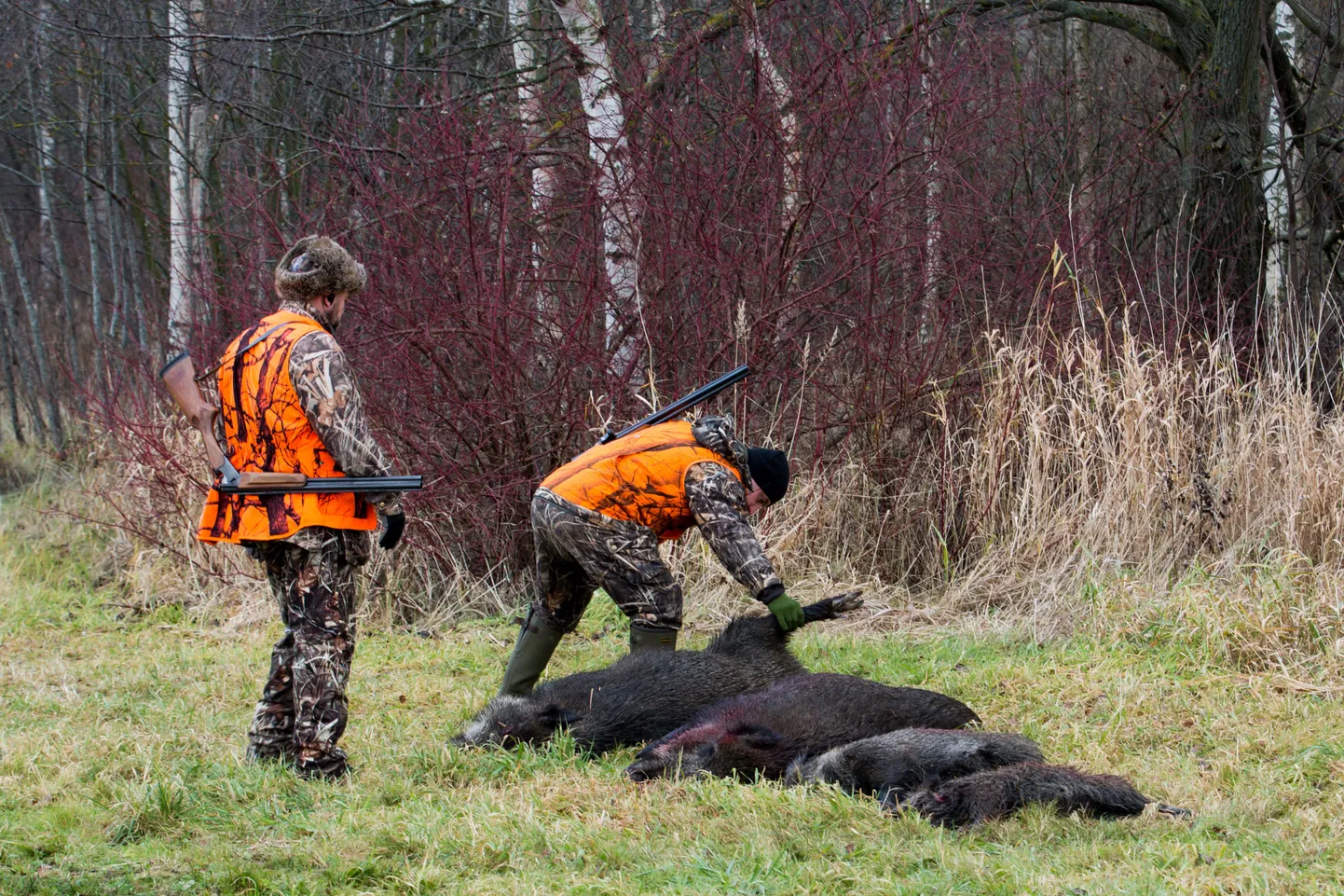 Jahimehed on metssigade arvukust tublisti vähendanud.