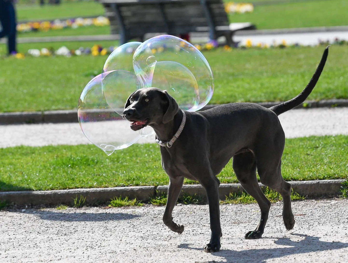 Suns ar burbuļiem. Ilustratīvs foto.