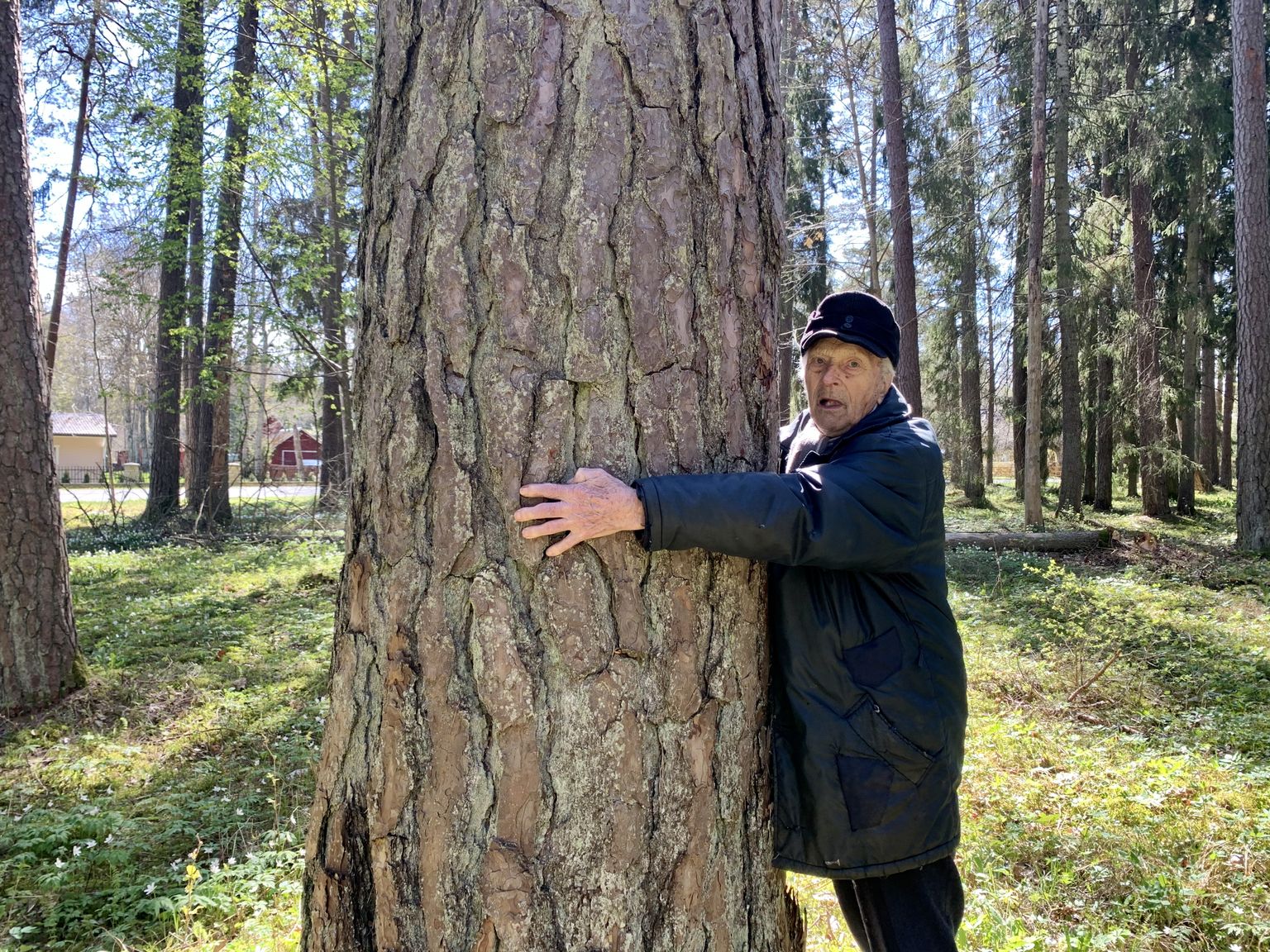 Parkmetsa piirinaabri, 97-aastase kunagise metsaülema Johan Truumaa jaoks on parkmetsa põlipuud armsad kui lihased velled.