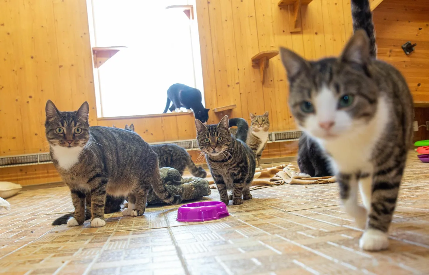 Need kassid, kes olid loomade varjupaigas juba enne külmalaine saabumist, miinuskraadide pärast muretsema ei pidanud.