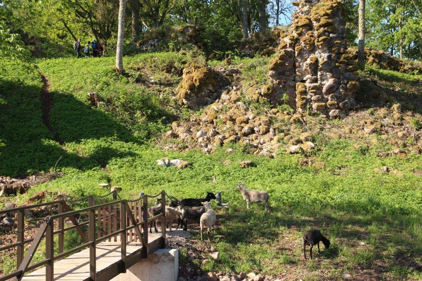 Praegu piiravad lambad Tarvastu ordulinnuse lähedal muru, kuid enne talve peaks seal seisma trepp, et oleks mugav silla juurest linnusemüürideni kõndida.