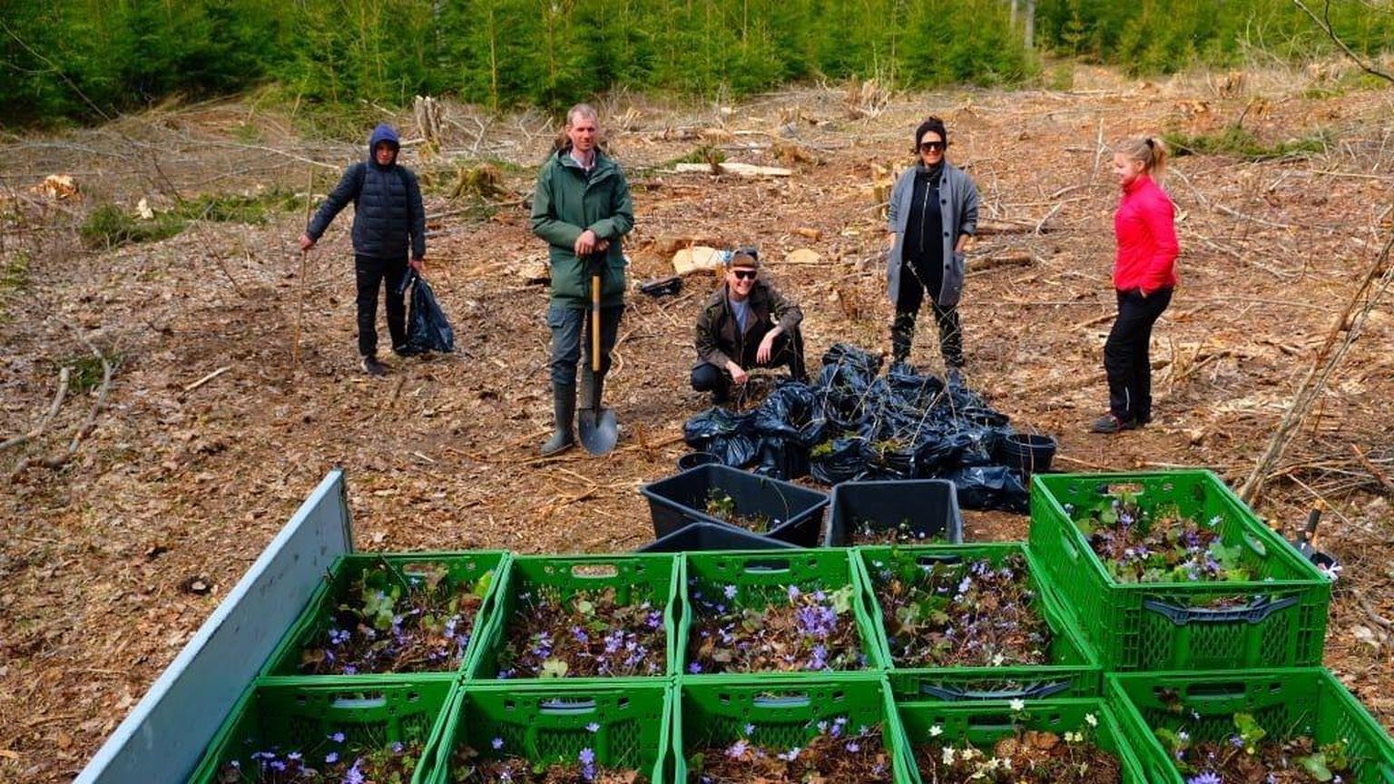 «Kureeritud elurikkuse» liikmed, bioloog Mart Meriste ja vabatahtlikud hankisid Tartu linnasallu taimi raielangilt.