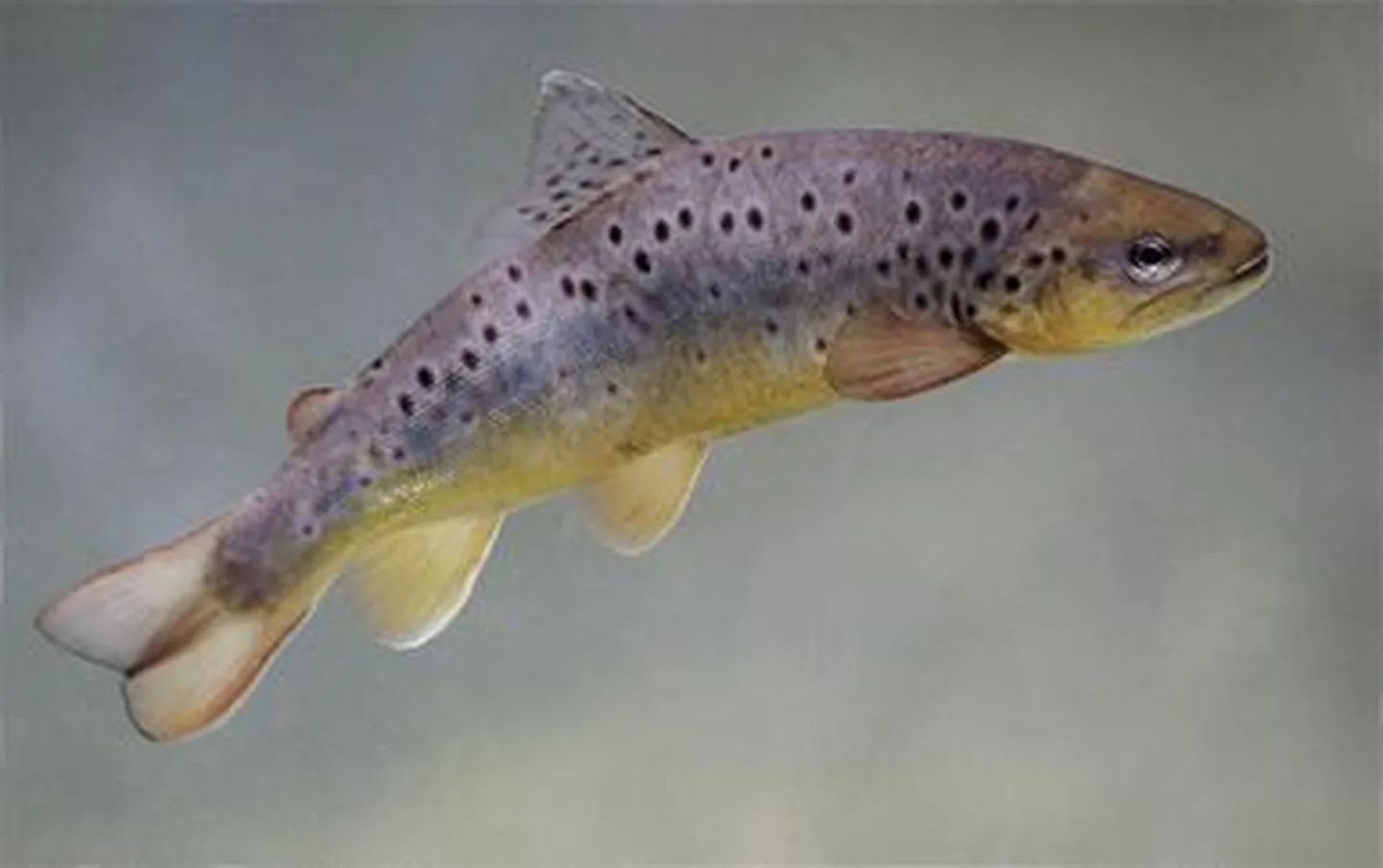 Jõeforell