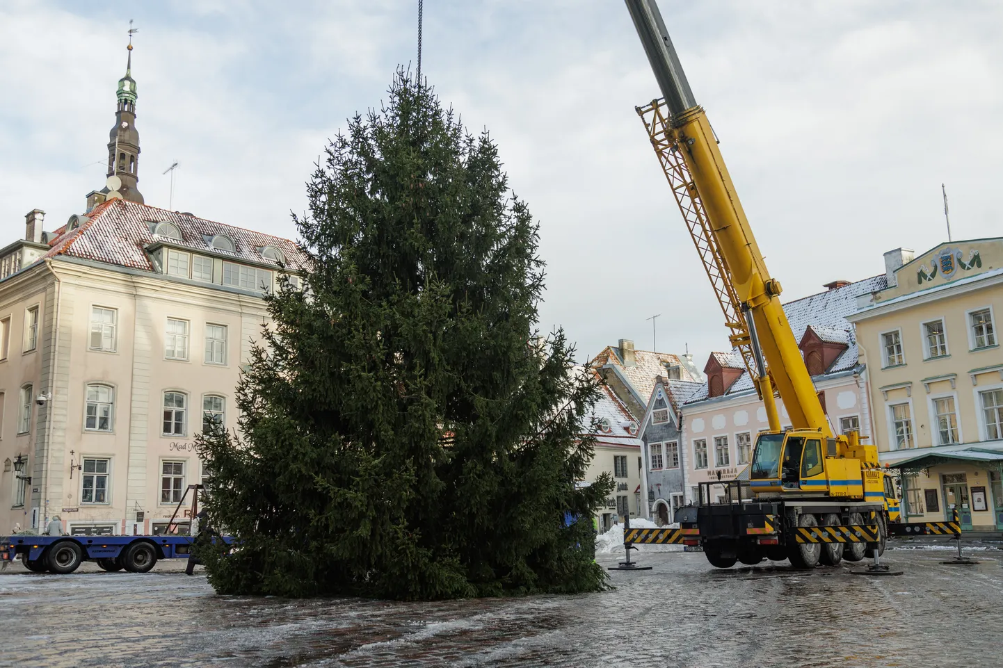 Рождественская ель на Ратушной площади в Таллинне.