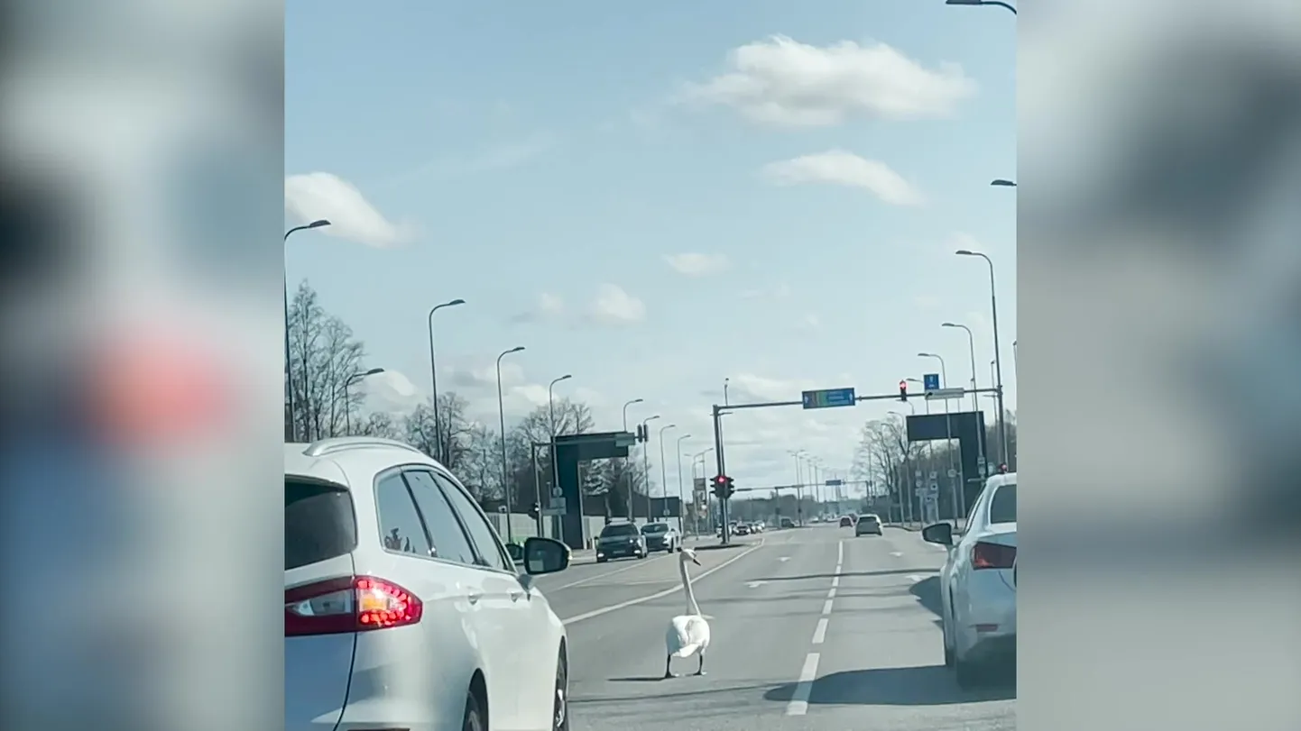 Luik sõiduteel 2