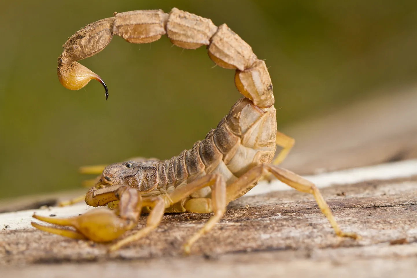 Skorpion