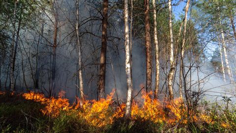 Madratsid põlesid ja elektrijuhtmed sulasid
