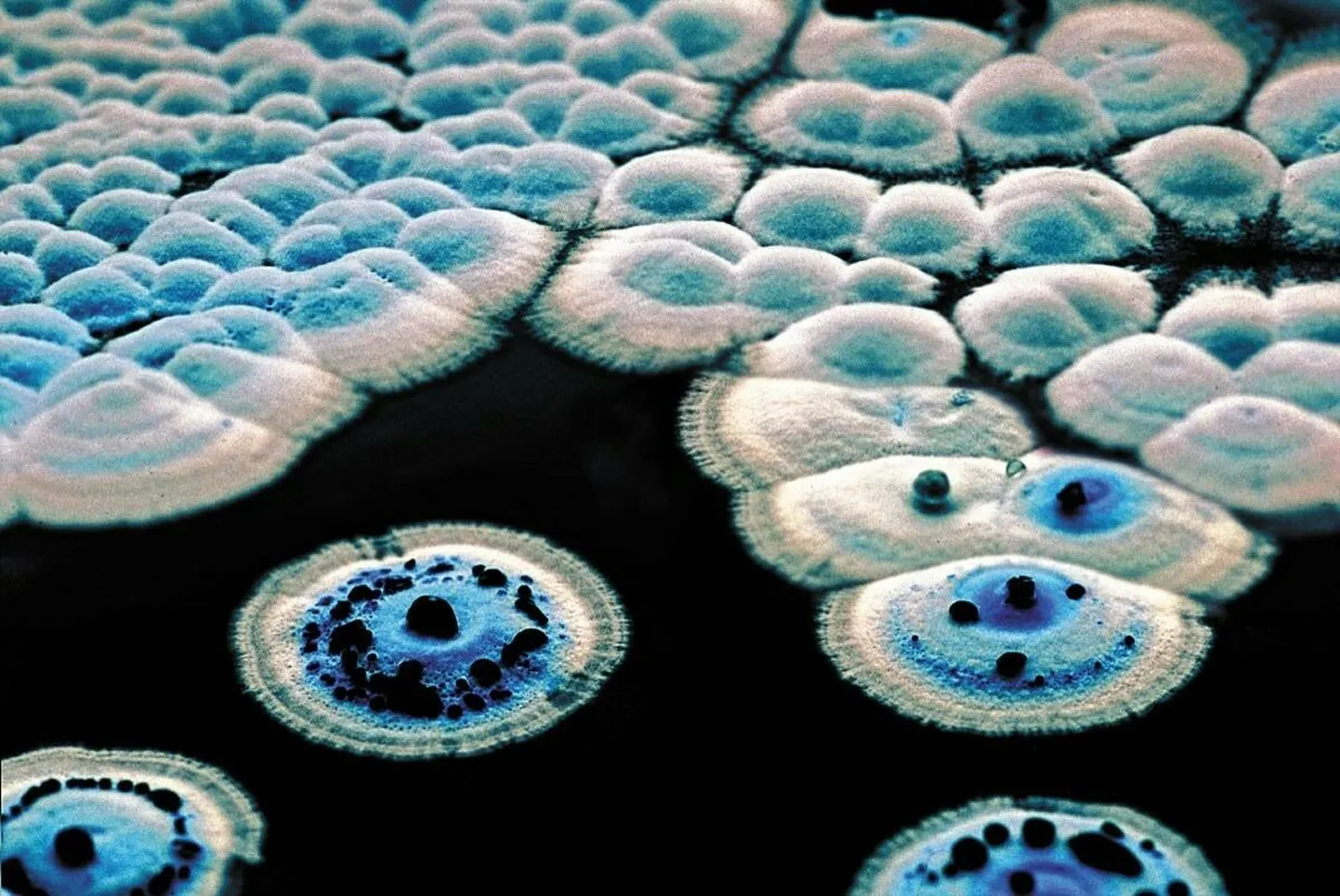 Geneetiliselt täiendatud Streptomyces bakterid suudavad toota energiarikkad tsükloprpaane.