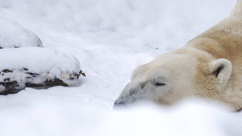Avastati esimene linnugrippi surnud jääkaru