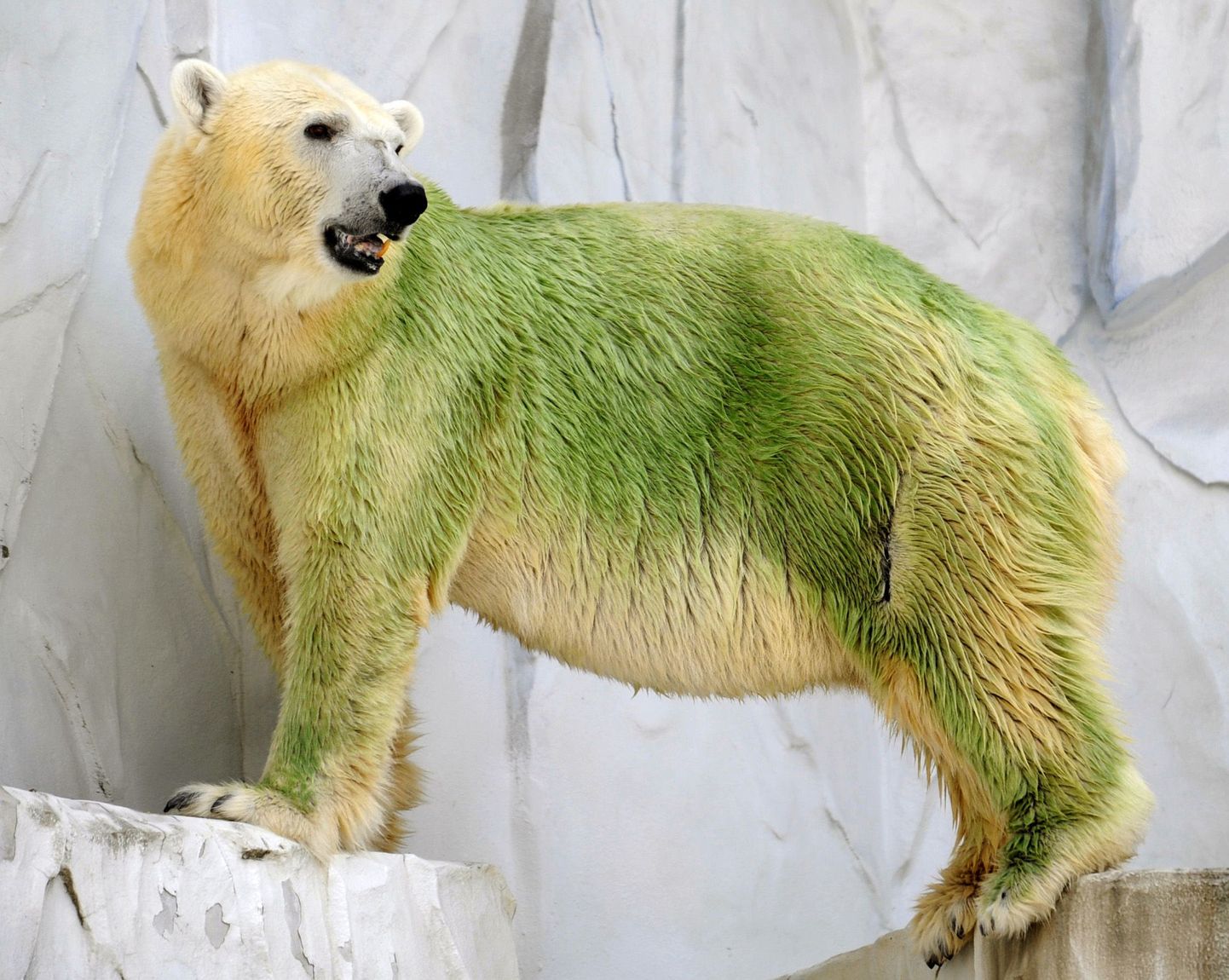 Vetikad värvisid jääkarude karvkatte roheliseks