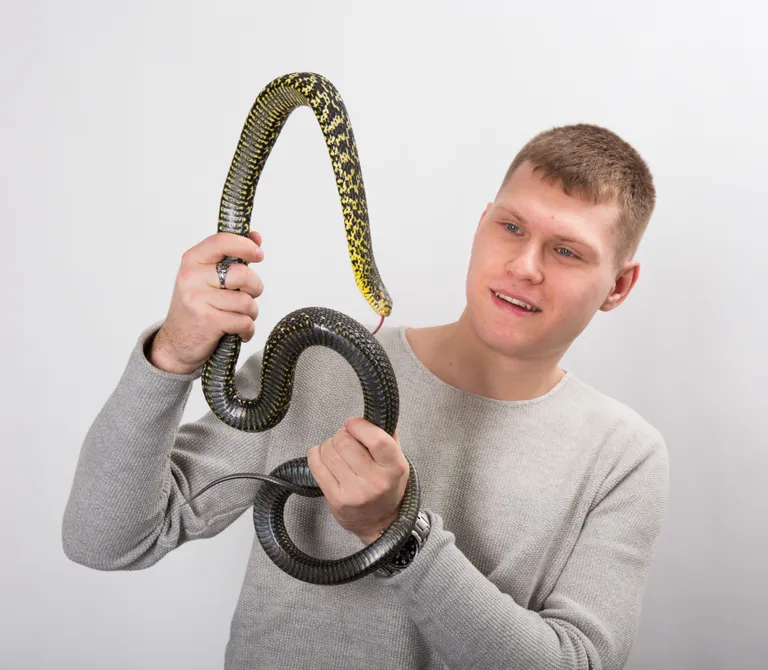 Kuning-roninastik on pärit Aasiast, kasvab umbes 250-sentimeetriseks. Sündides on pojad beežid, värv muutub kasvades mustaks ja kollaseks. Kiire liikumisega ja veidi kuri.