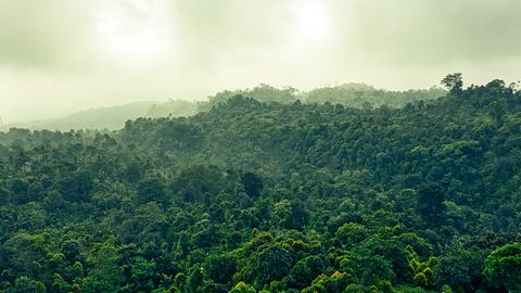 Brasiilias Amazonases jätkus mais metsade hoogne hävitamine