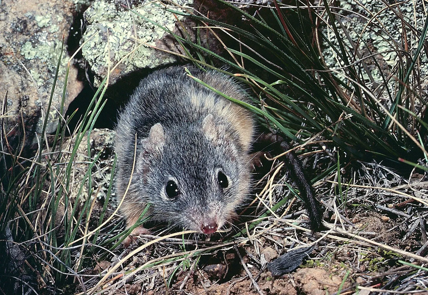 Antechinus
