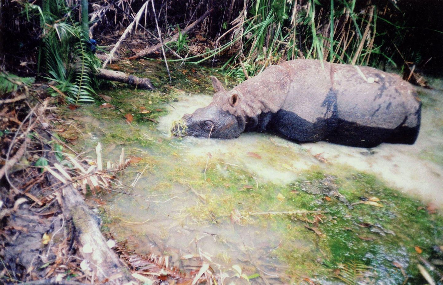 Яванский носорог.