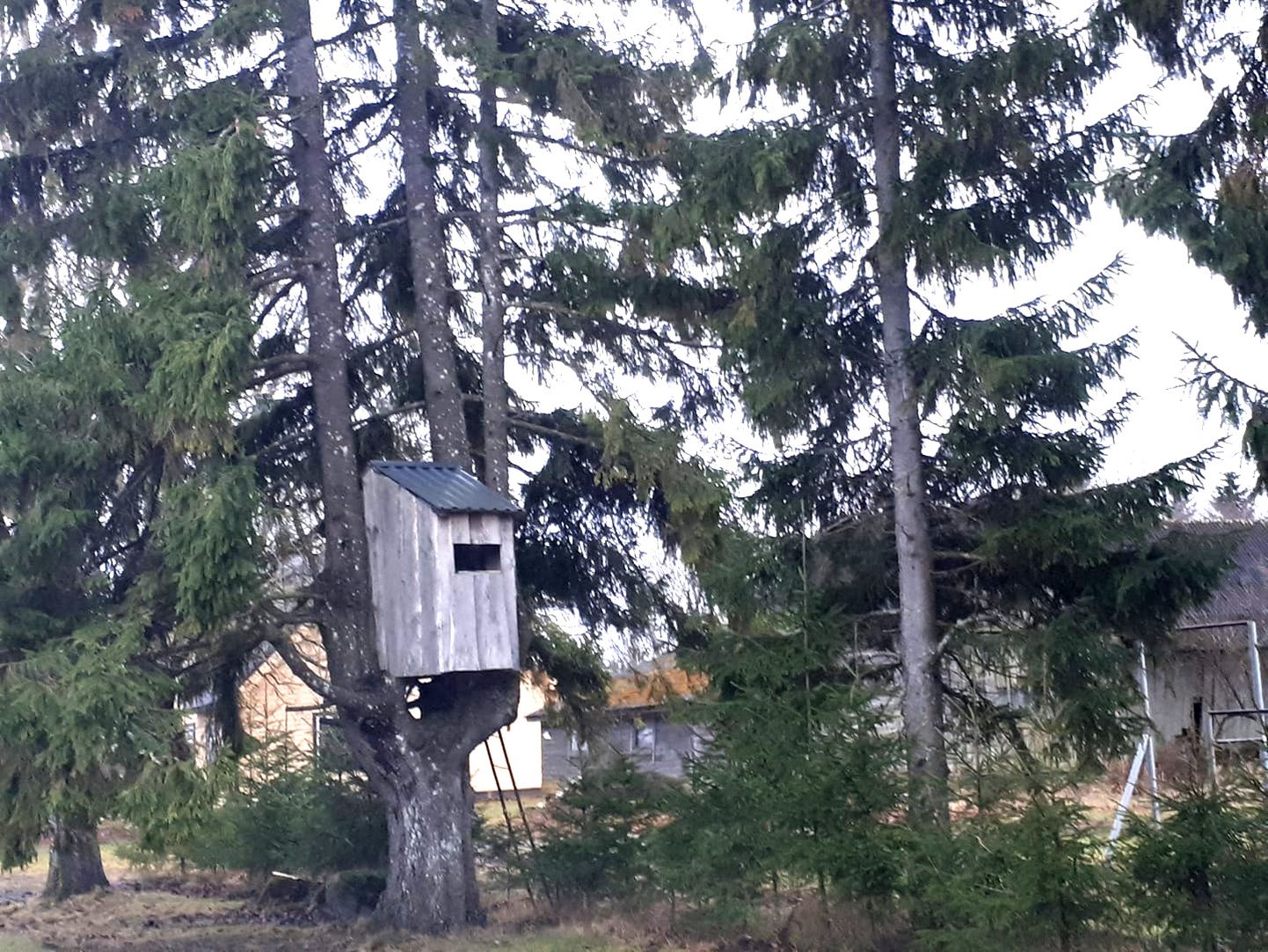 Simuna kandis on puu otsa seatud maja.