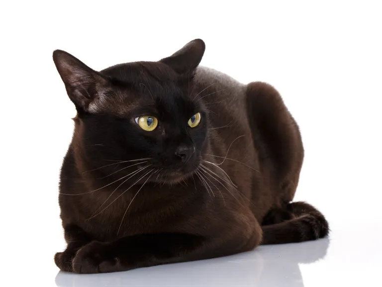 Черный кот