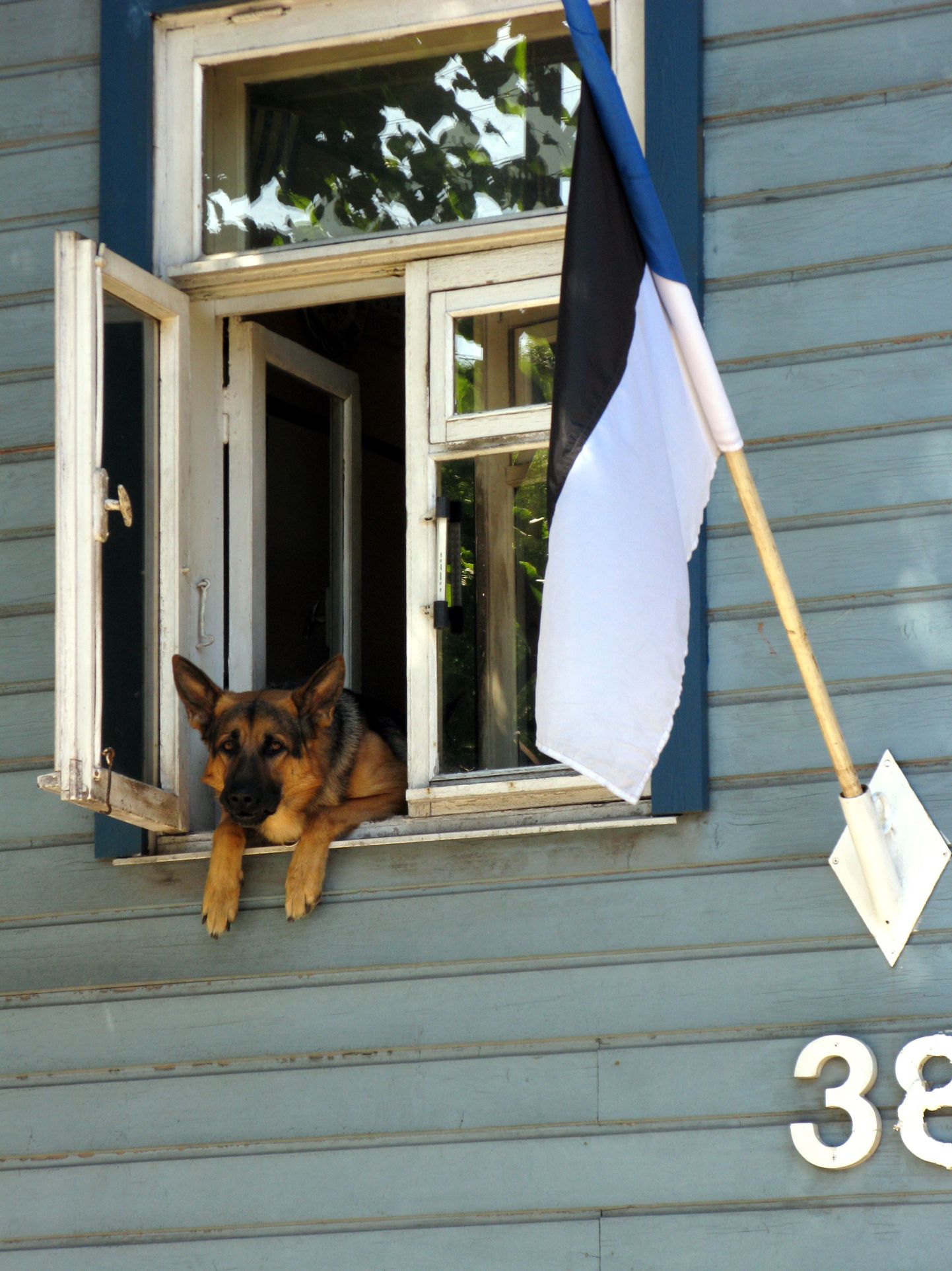 Eesti lipp riigipühal lehvimas.