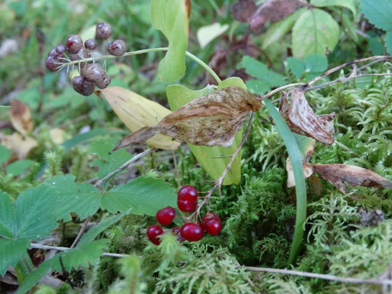 Maianthemum bifolium on valge kobarõisikuga mitmeaastane rohttaim. Igas maist-juulini õitsevas õies on neli väljaulatuvat tolmukat. Septembris küpseb taimel poolesentimeetrine kerajas punane mari.