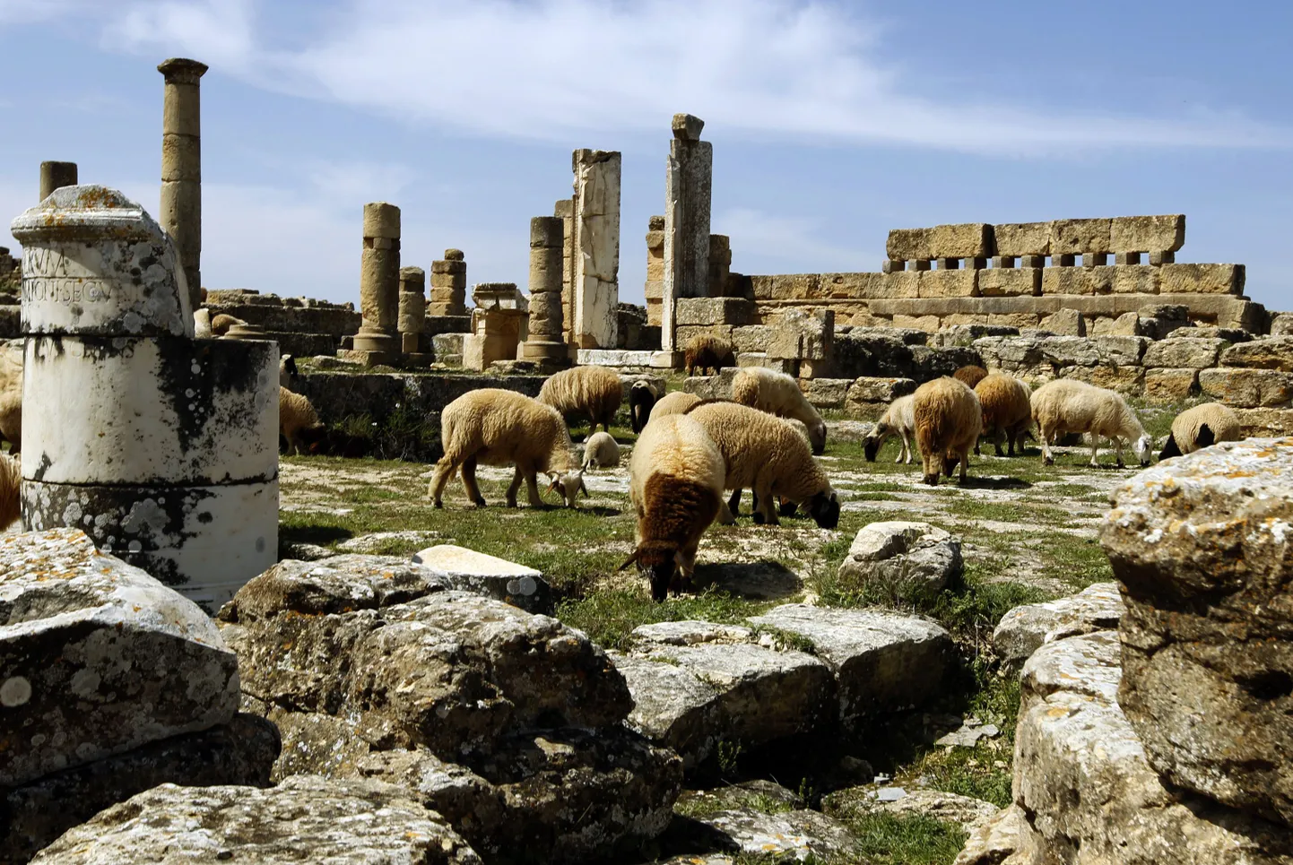Lambad otsivad süüa keste antiikseid varemeid Põhja-Liibüas.