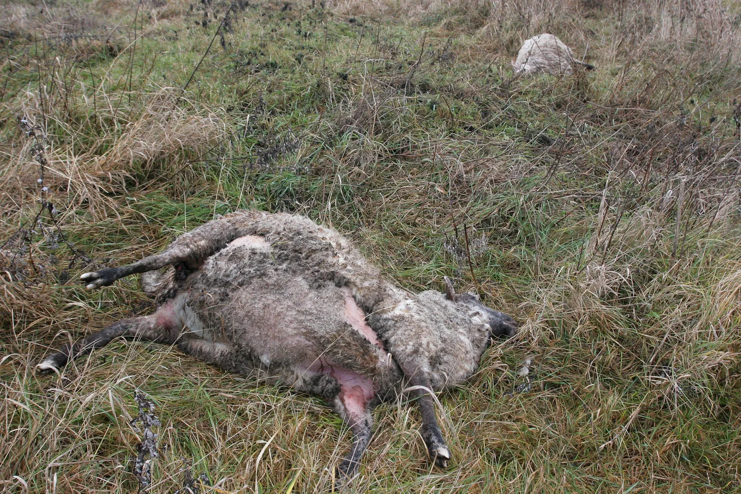 Hunt ei murra loomi ühekaupa erinevalt šaakalist.