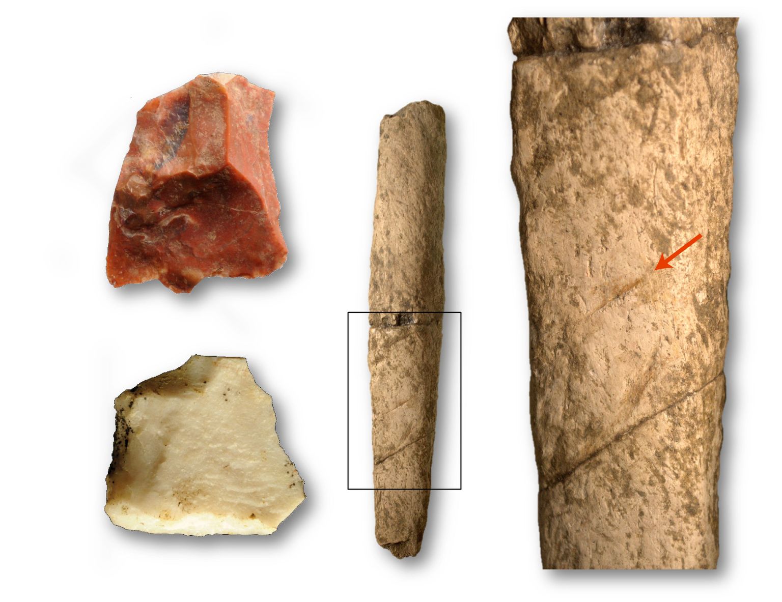 Inimese tööriistade jälgi kandvad 700 000 aastat vanad ninasarvikukondid