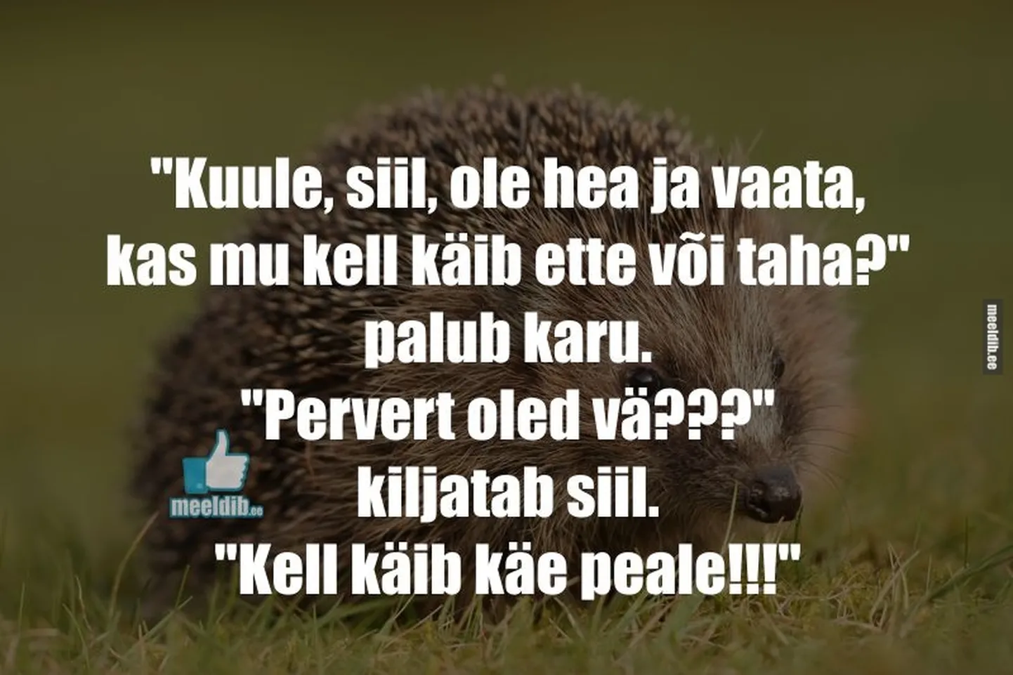 Artikli foto