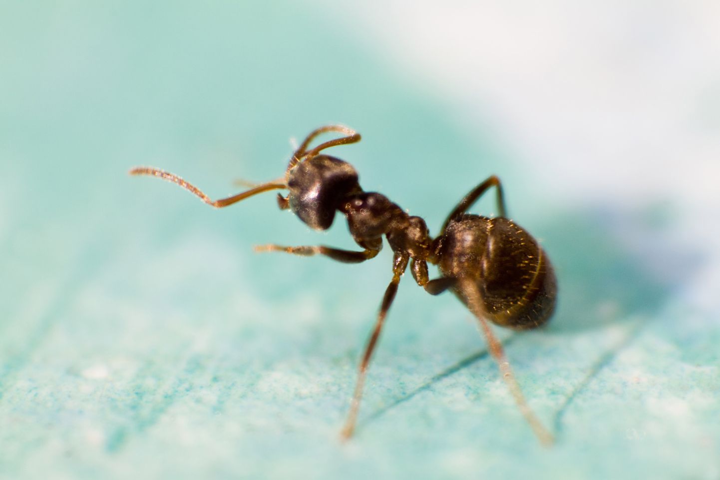 Üldiselt paljunevad haistmismeelega seotud geenid sipelgates teiste putukatega võrreldes massiliselt, andes aimu, et need on olulised sipelgate ellujäämiseks.