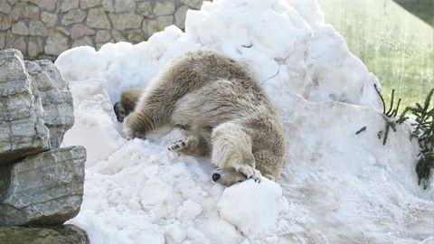 Tallinna loomaaed kutsub talvisel koolivaheajal jääkarupäevale