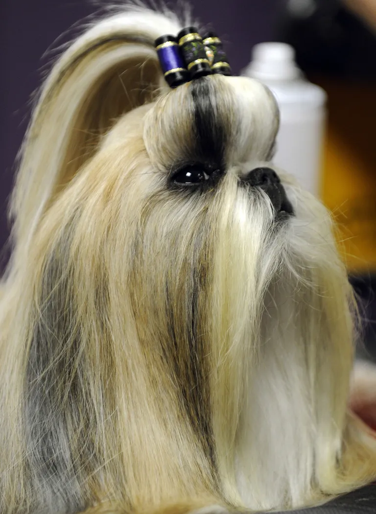 Shih tzu. Foto: Timothy A. Clary/Scanpix