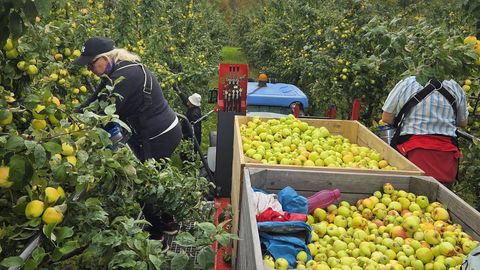 Õunakasvatajad otsivad saagiuputusele väljapääsu