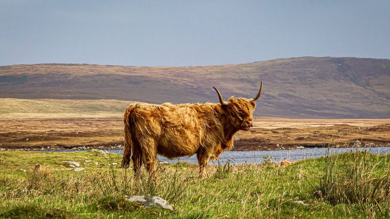 не предлагаю вам искать для стейка быка именно шотландской высокогорной породы, он тут исключительно для антуража