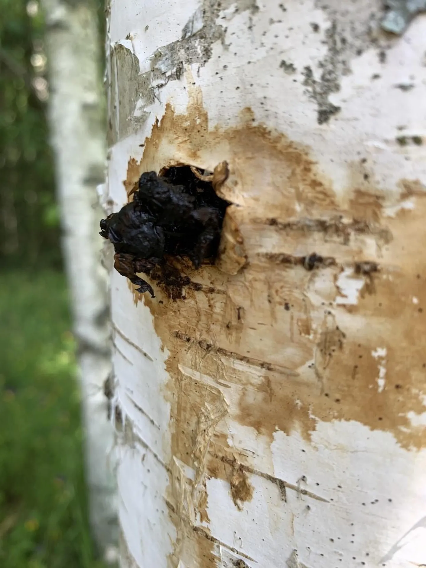 Puutüvesse istutatud chaga-tüübel on aasta pärast hakanud juba kasvama.