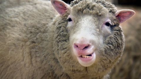 30 aastat Dollyst: maailma kuulsaim lammas muutis teadust ja pani aluse lemmikute kloonimisele