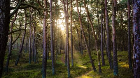 Anekdoot: poeg metsatukas jalutamas