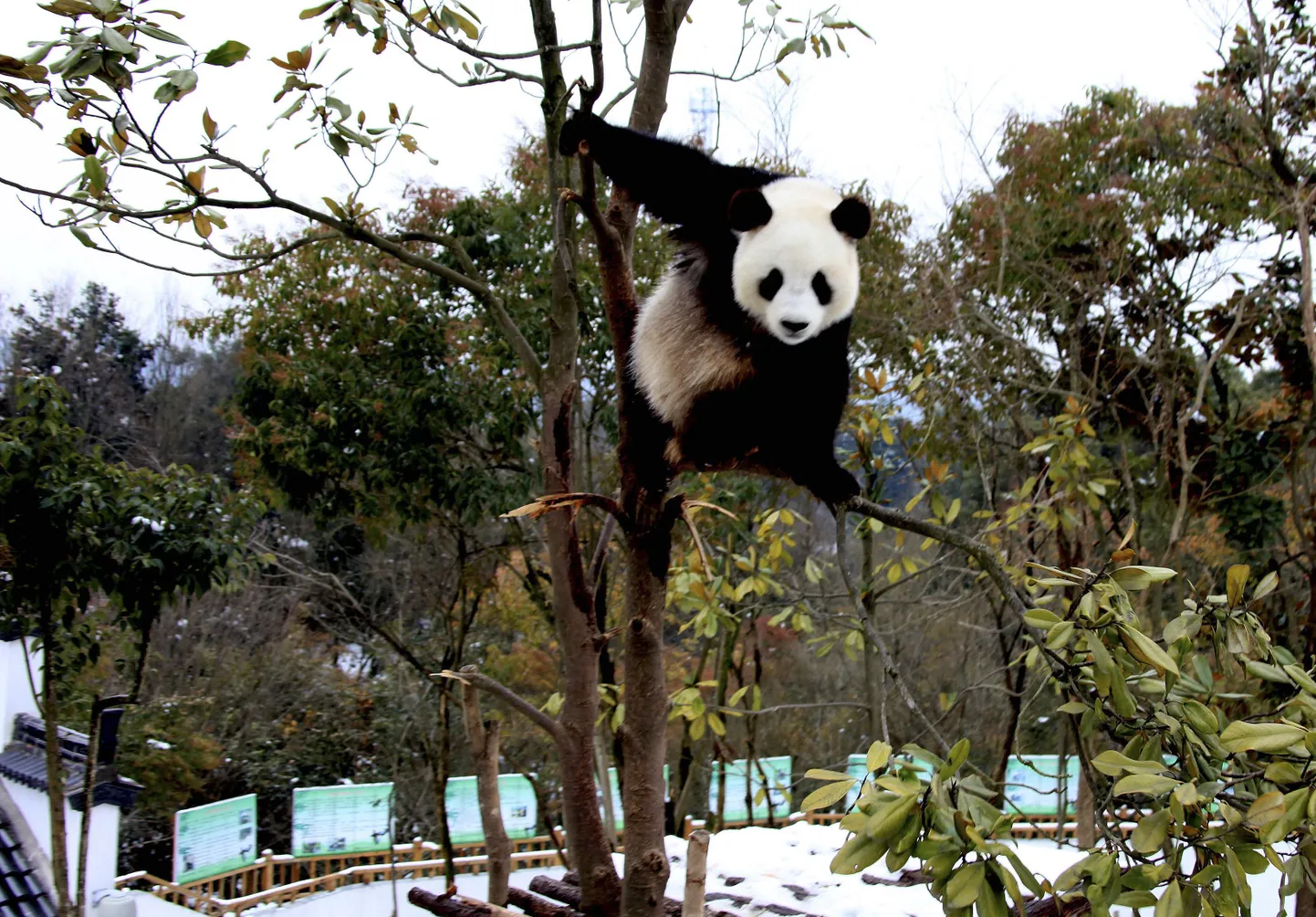 Hiidpanda puu otsas