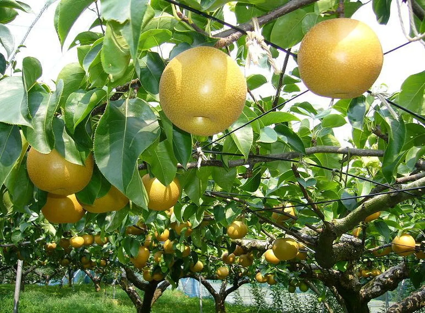 Pyrus pyrifolia sordi pirnid