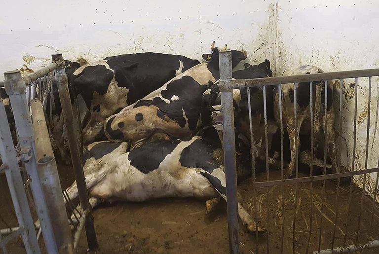 Tapamaja ekstöötaja avaldas pildid kabuhirmus üksteise otsa kuhjunud veistest, väites, et Karjamõisa lihatööstuses peavad loomad enne hukkamist piinlema.
