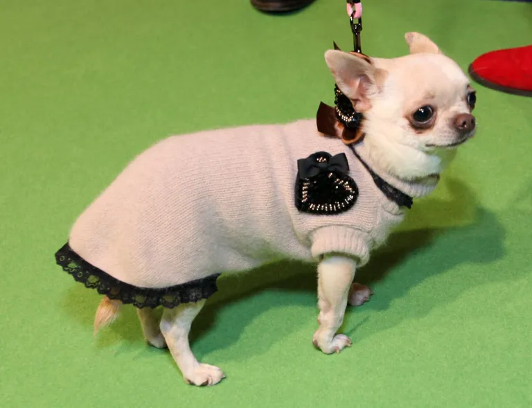 Koer Pet City moeetendusel. Foto: