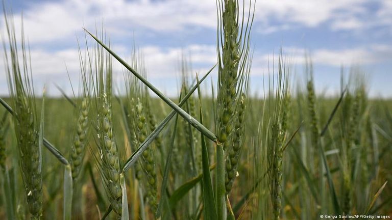 Украина - пятый по величине экспортер пшеницы в мире